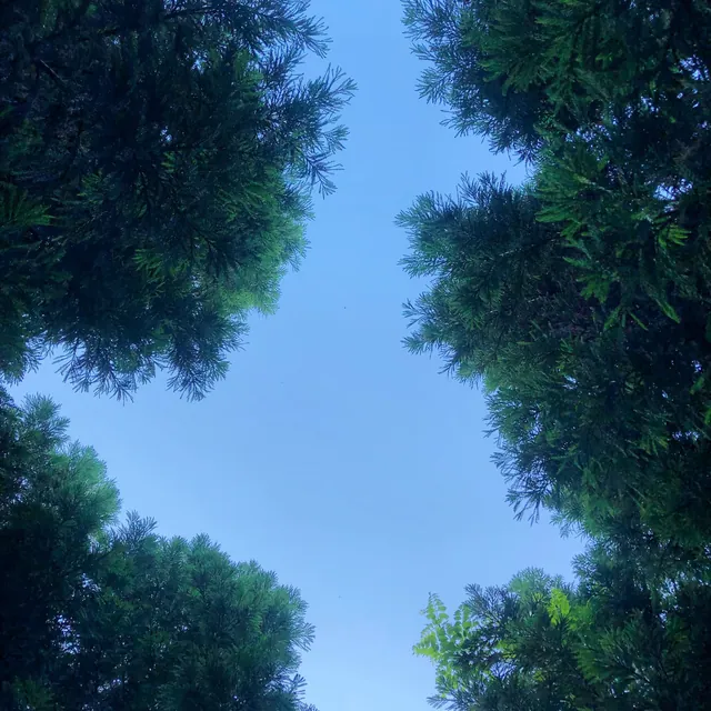 木々のあいだから見上げた青空