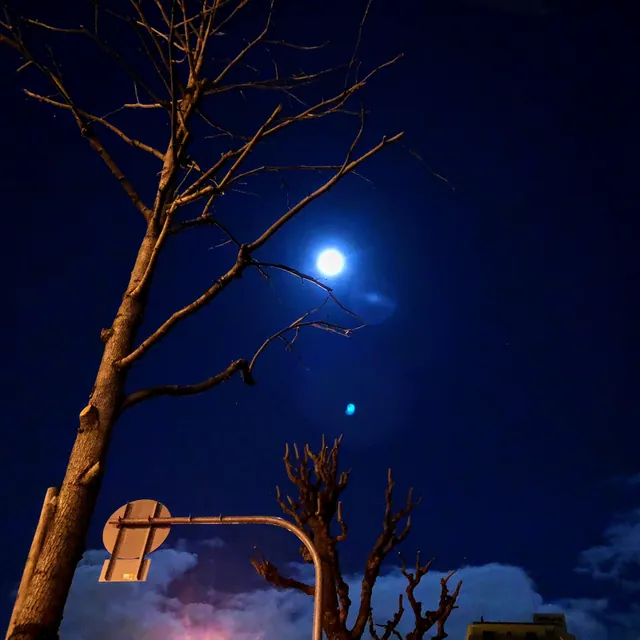 冬の夜空に浮かぶ月と枯れ木