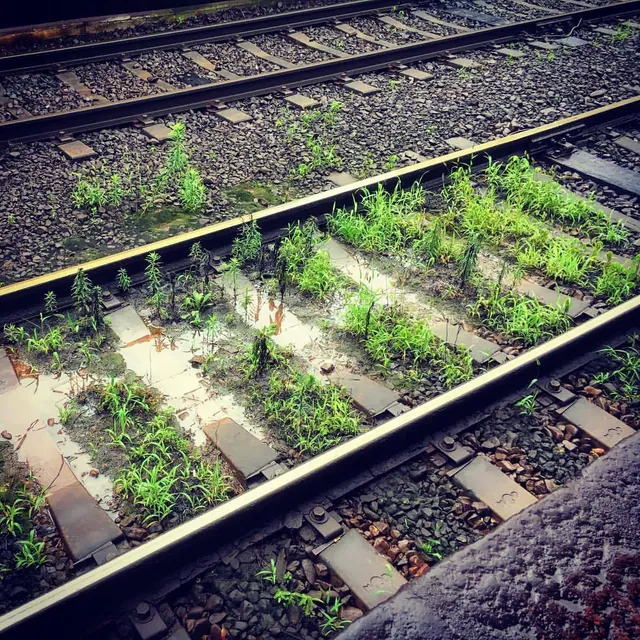 草が生えた雨上がりの線路